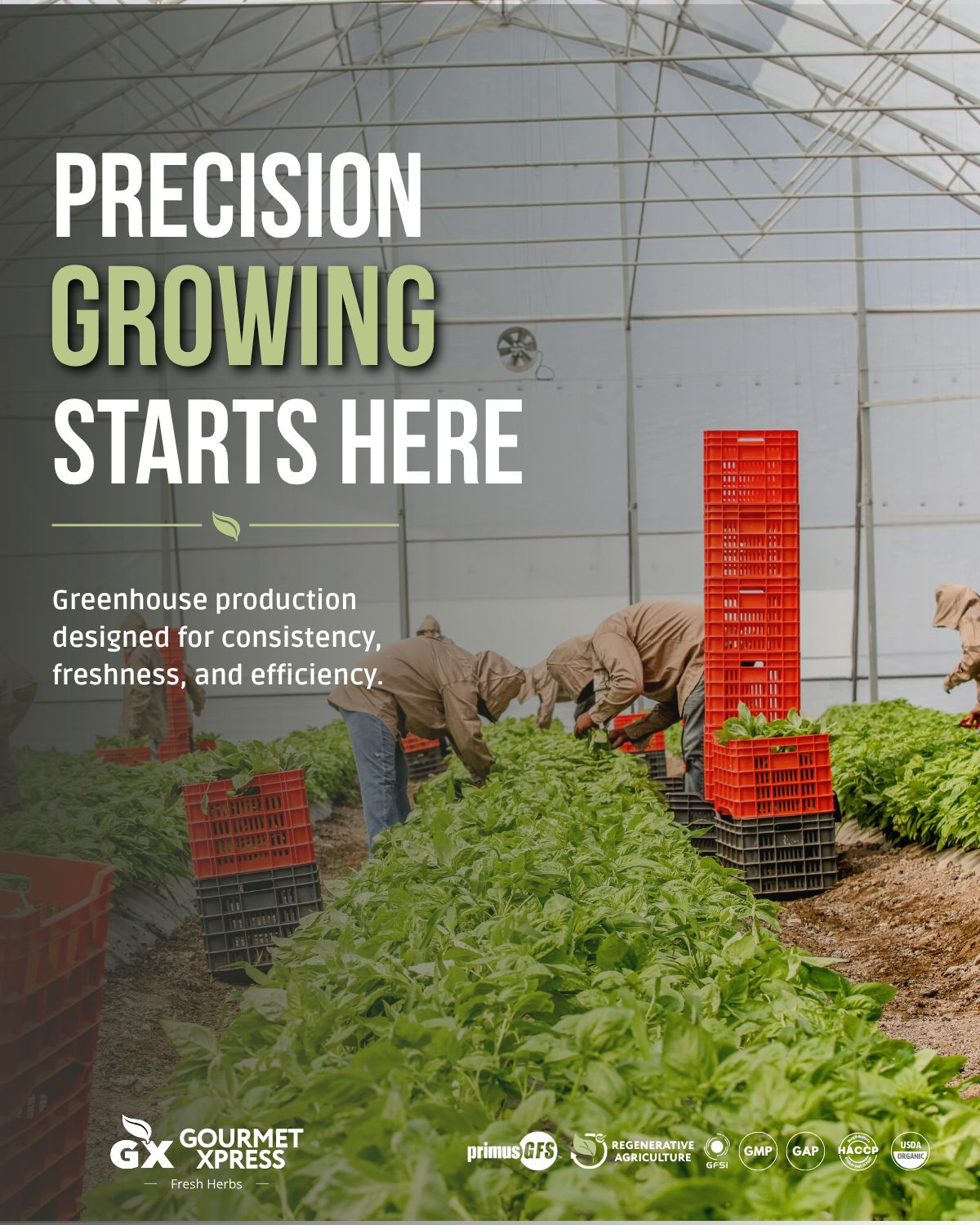 Precision greenhouse herb production at Gourmet Xpress