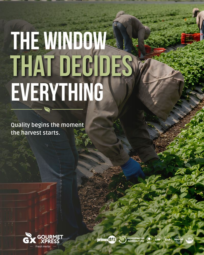The window that decides everything