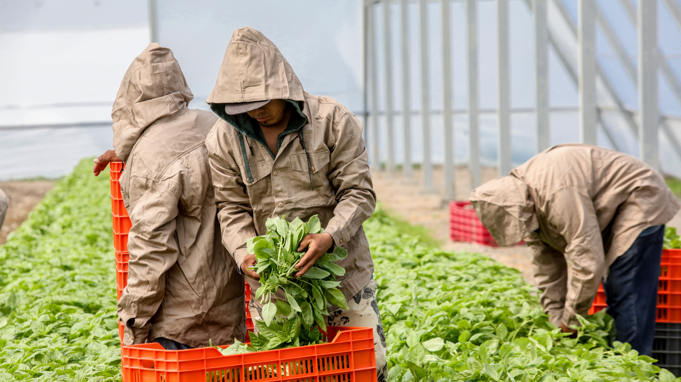 Harvest crew cutting basil into crates