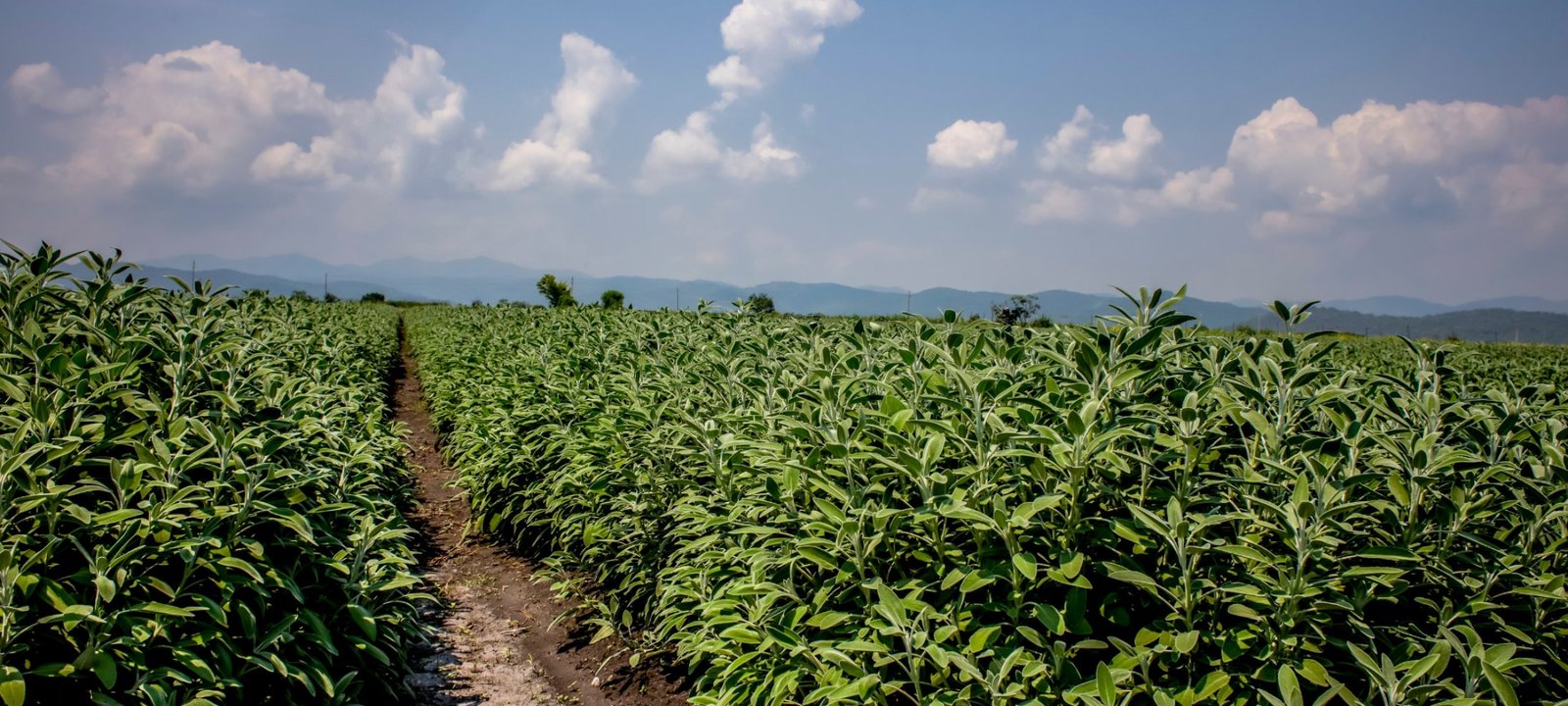 Fresh herb field at a Gourmet Xpress farm