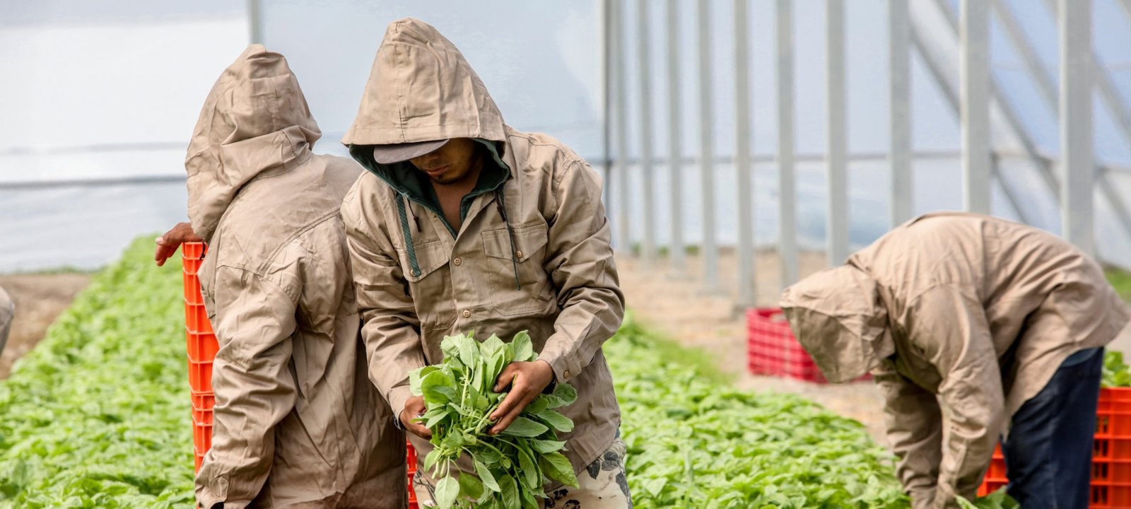 Workers harvesting fresh herbs into crates at Gourmet Xpress