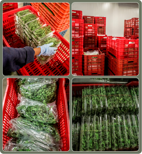 Packing, labelling and cold-chain handling at Gourmet Xpress