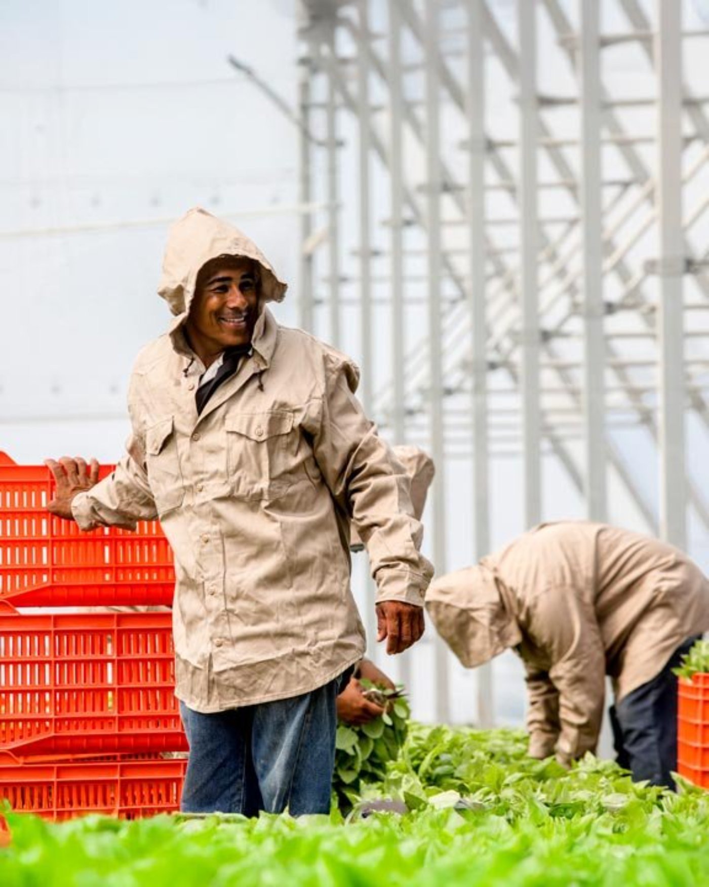 Sustainable and regenerative fresh herb farming practices