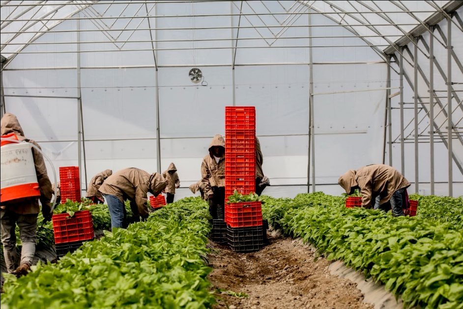 Workers harvesting basil in our greenhouse