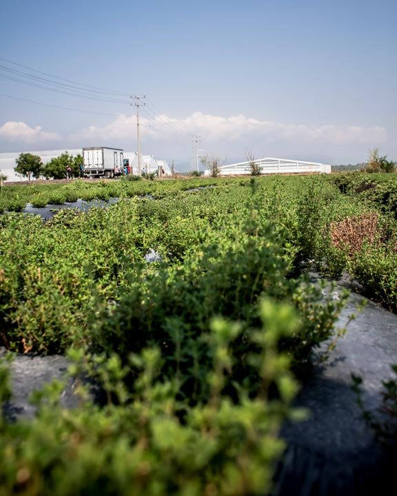 Certifications header image - Thyme crops -packaging