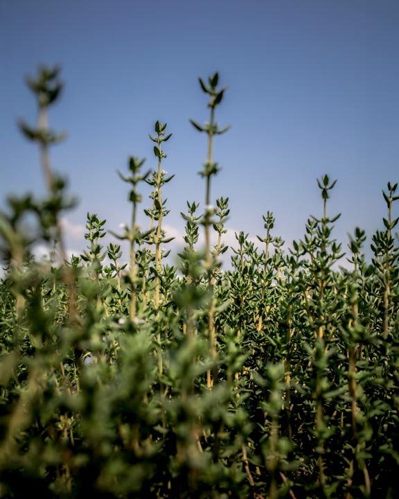 Conventional herbs - thyme in crops under the sun