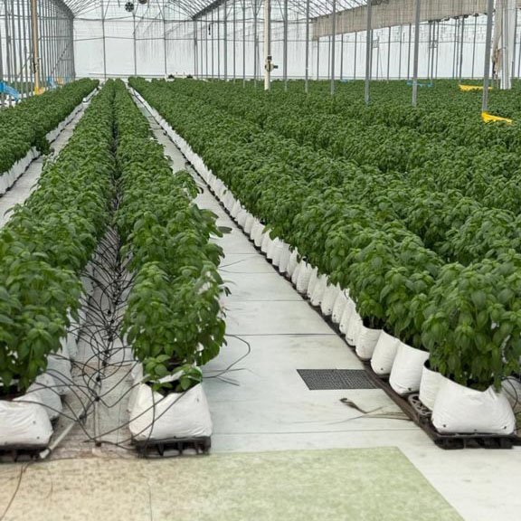 Basil high tech indoor crops