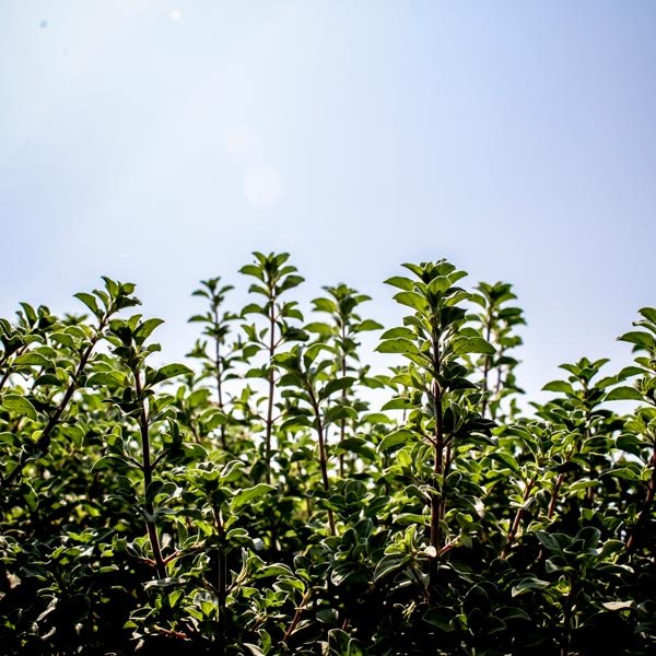 Gourmet Xpress Thyme Crop under the sun