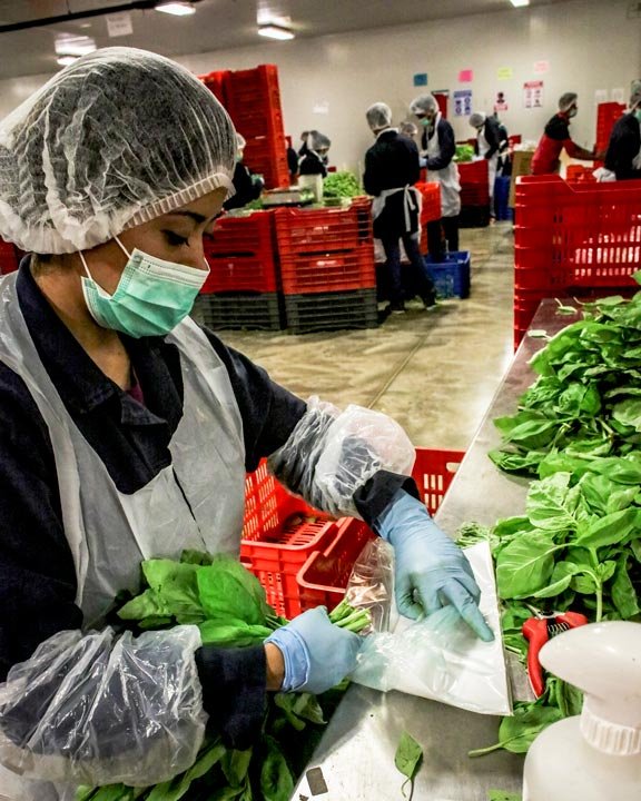 Procesamiento de orégano en nuestras instalaciones de Texas