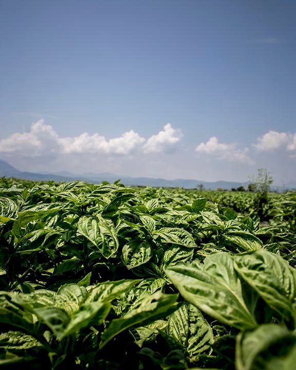 Basil field in Gourmet Xpress facility Our Story