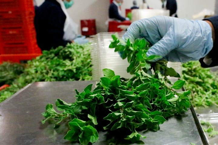 Growing herbs since 1990