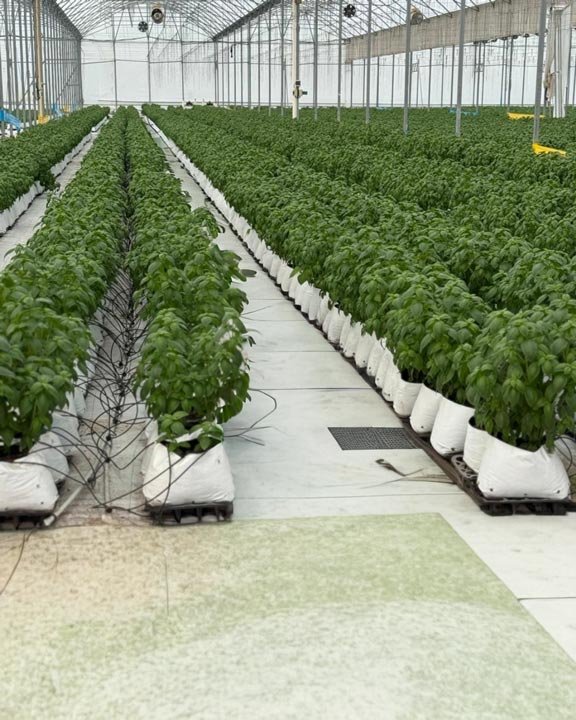 Organic herbs facilities - Basil crops
