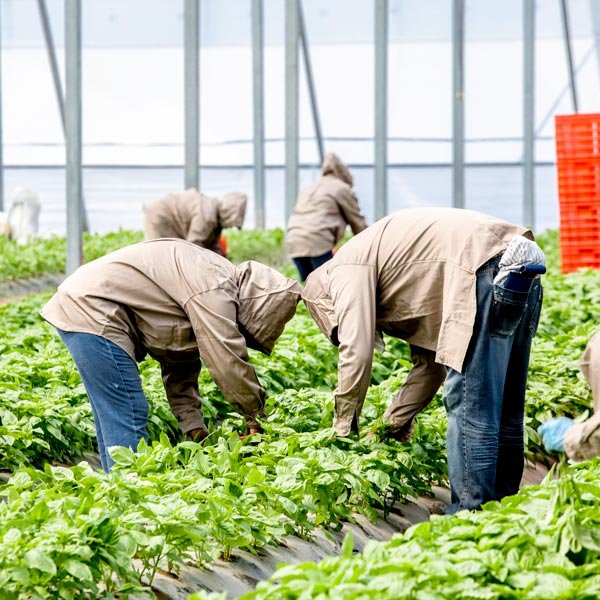 Gourmet xpress Workers harvesting