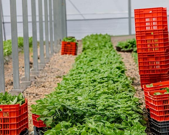 Gourmet xpress indoors Basil crops